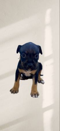 Amstaff puppies (Mobile Al)63920391075458122