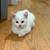 Russian white cat 3 thumbnail