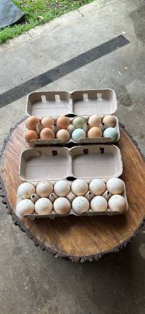 Eggs 1