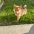 Pomsky puppies 5 thumbnail