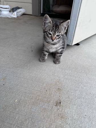Bengal Mix Kitten – Ready for Her New Home (Pacific)64032356789249123
