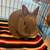 Netherland Dwarf Bunny + starter kit 5 thumbnail