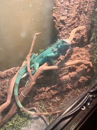 Blue Iguana 1