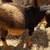 Nigerian Dwarf goats - Herd reduction 6 thumbnail
