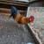 Barnyard rooster 3 thumbnail