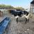 Angus longhorn cross cows 2 thumbnail
