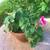 Geranium Flower Plant  Fuchsia color 3 thumbnail