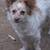 Small Adorable Playful Happy Healthy  6 mo. pup 1 thumbnail