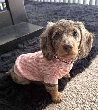 Miniature Pup-Dachshund 1