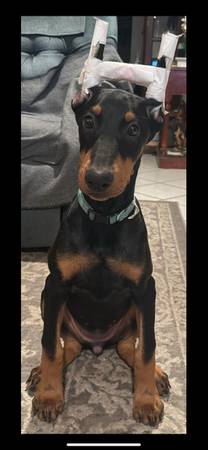 Doberman puppy 1