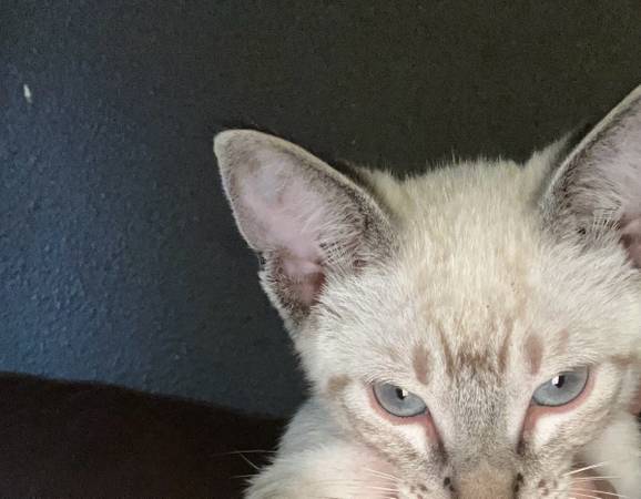 Kittens small rehoming fee (Manvel)63859317938817123