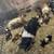 Feeder Pigs 7 thumbnail