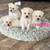 Schnoodles! 1 thumbnail