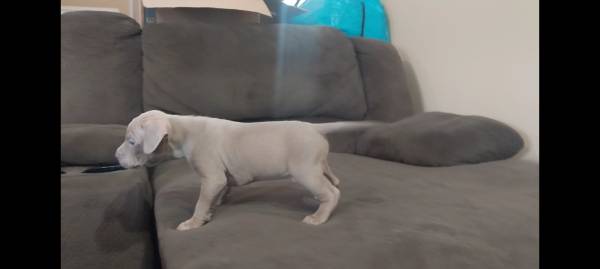 Cachorros que necesitan hogar (Columbus Ga)63664482335617121