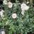 Iceberg Roses 3 thumbnail