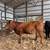 Registered Purebred Simmental heifers 2 thumbnail