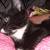 Female kitten 3 thumbnail