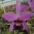 LAELIA ANCEPS: 100 Select Blooming Size Plants 3 thumbnail