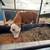 Beef steer 1 thumbnail