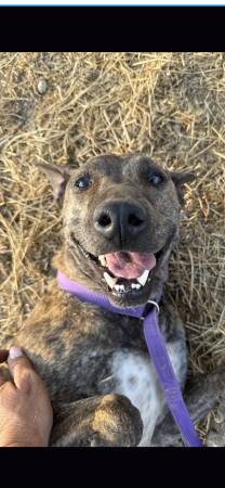 Luke is lost dog brindle brown & black (Wilsonville)64220357835777121