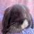 Holland Lop Bunnies Born 8/20/25 6 thumbnail