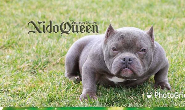 adult female bully 1