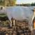 Bred White park cow 1 thumbnail