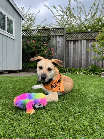 Foster Dog Looking for Home (hayward / castro valley)63941740282627123