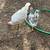 Chickens 1 thumbnail