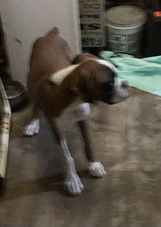 Boxer pup 18 weeks old purebred63688376306819120