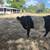 Belted Galloway Heifers 3 thumbnail