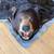 Black Bear Rug 4 thumbnail