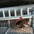Coturnix Quail Set Up 7 thumbnail