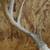 Deer Skull & Antlers 4 thumbnail