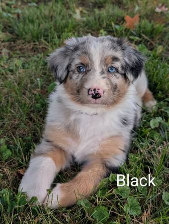 Australian Shepherd Puppies63671573030273120
