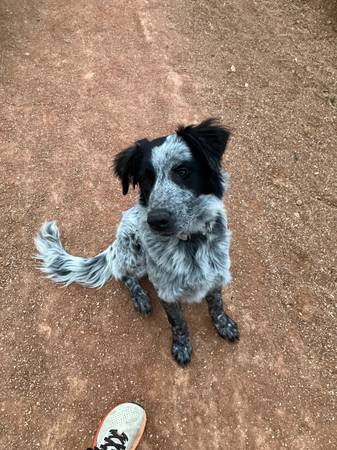Heeler Mix63920763246979121