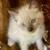 Kittens 4 thumbnail