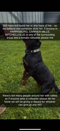 MISSING DOG W A REWARD IF FOUND 1