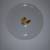 Vintage Porcelain Childs Plate From Japan, Football Theme, 7.25" 1 thumbnail