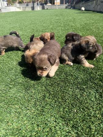 Poodle mix (Knightsen)63862000882305121