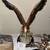 50% off Eclectic Almaden Estate Sale Oct 27 11 thumbnail