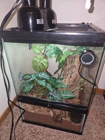 Crested Gecko w/ Tank (Milwaukie)63916334064770120