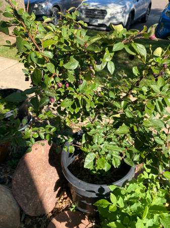 Large service berry landscaping bush 1
