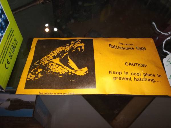 rattlesnake eggs 1