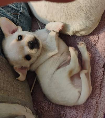 8 week old Chihuahua puppy (Midland)64314917480451123