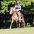 FOR ADOPTION - Heartland Equine Rescue -11yr Rocky Cross Pony 12 thumbnail