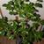 ficus benjamina tree, small 1 thumbnail