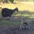 Purebred Spanish Goat Kids 7 thumbnail