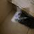 Cat for sale  $150 2 thumbnail