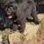 Rehoming Bernedoodles 6 thumbnail